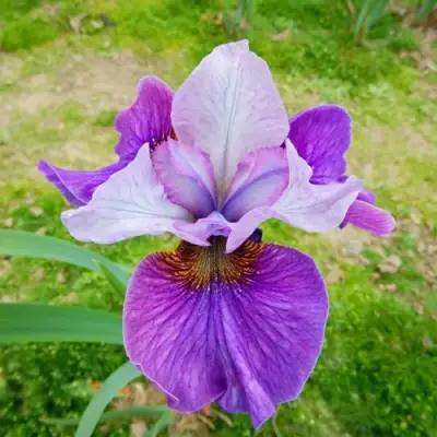 Ирис ЛАЙТ ОВ ХАРТ сибирский в Волковыске