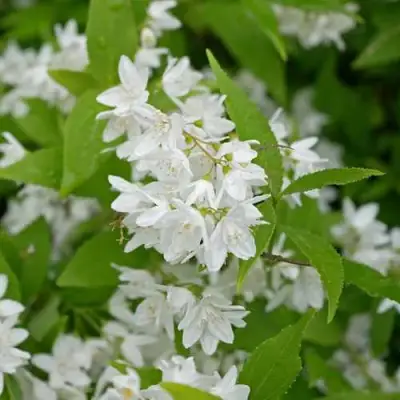 Дейция шершавая в Волковыске