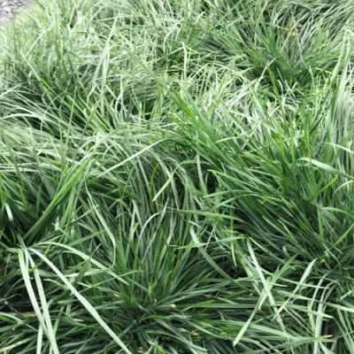 Щучка ГОЛДТАУ дернистая в Волковыске