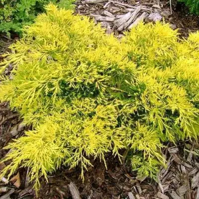 Можжевельник КИНГ ОФ СПРИНГ средний в Волковыске