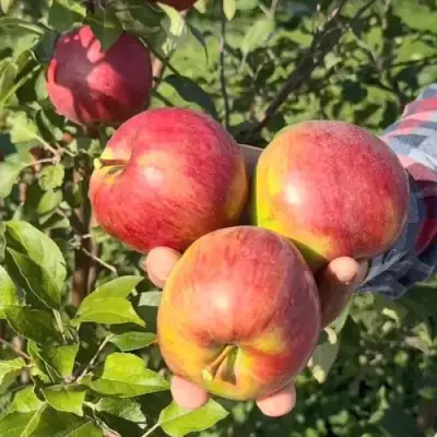 Яблоня ПОСПЕХ в Волковыске
