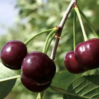 Дюк КСЕНИЯ (ЧЕРЕВИШНЯ) в Волковыске