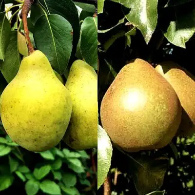 Комплект ДУЭТ в Волковыске