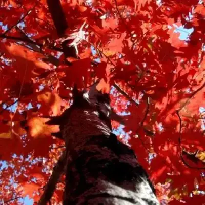 Дуб красный в Волковыске