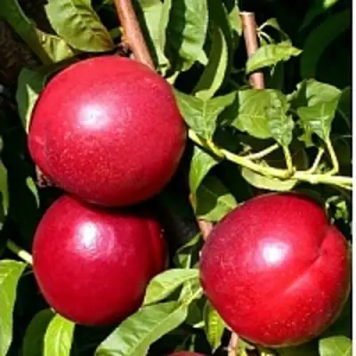 Нектарин ХАРКО в Волковыске