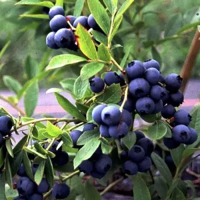 Голубика ДЖЕРСИ в Волковыске