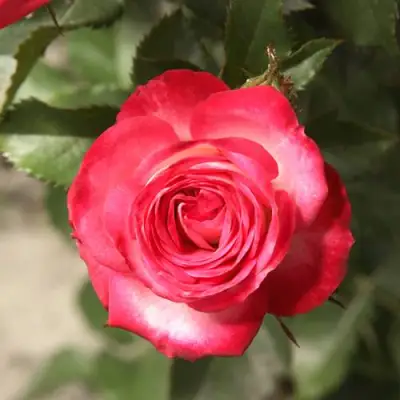 саженцы розы Сафина