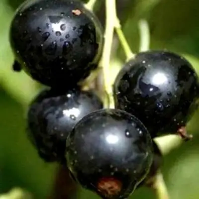 Смородина чёрная ВИНОГРАДНАЯ в Волковыске