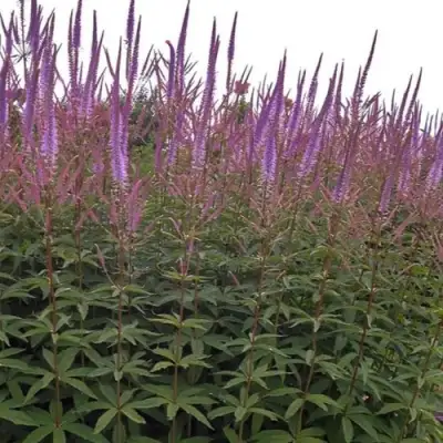 Вероникаструм ФАСЦИНЕЙШН в Волковыске