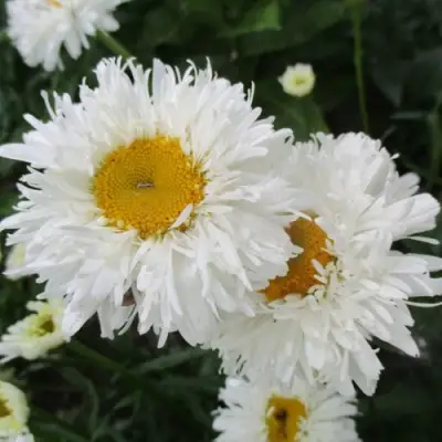 Нивяник КРЕЙЗИ ДЕЙЗИ наибольший в Волковыске