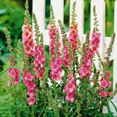 Коровяк ПИНК ДОМИНО гибридный (вербаскум) в Волковыске