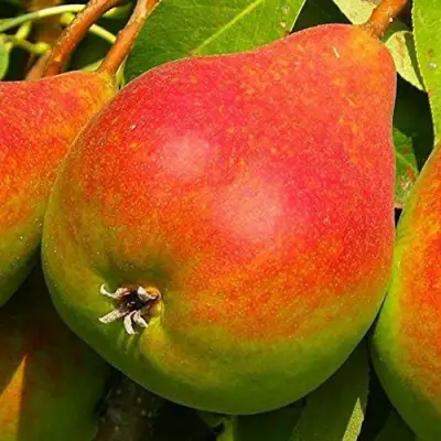 Груша ГЕРА в Волковыске