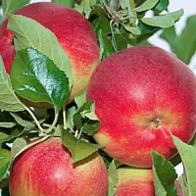 Яблоня СЕНАТОР колонновидная в Волковыске