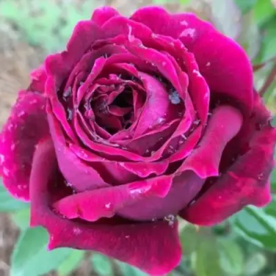 Роза РОЯЛ ПАЛАС японская в Волковыске