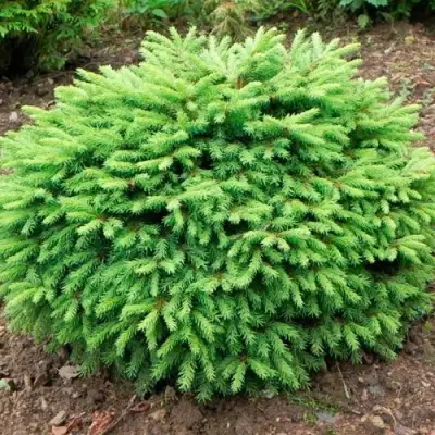 Ель НИДИФОРМИС обыкновенная в Волковыске