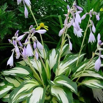 Хоста КРИСМАС КЭНДИ гибридная в Волковыске