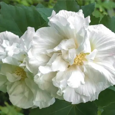 Гибискус АДМИРАЛ ДЕВЕЙ сирийский в Волковыске