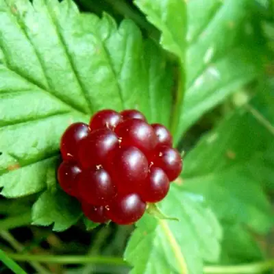 Княженика ЭЛПЕ в Волковыске