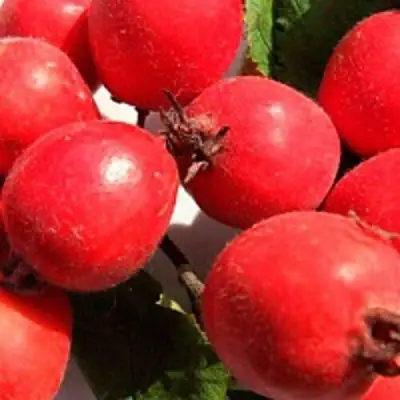 Боярышник КРУПНОПЛОДНЫЙ в Волковыске