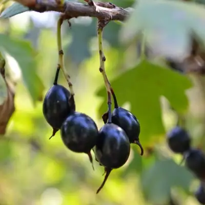 Смородина золотистая ДУСТЛИК в Волковыске