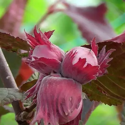 Фундук КАРДИНАЛ в Волковыске