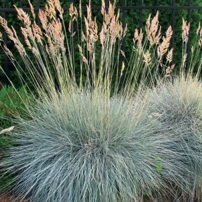 Овсянница ЭЛАЙДЖА БЛЮ в Волковыске