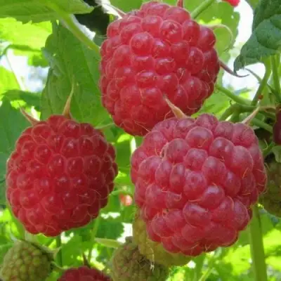 Малина НОВОСТЬ КУЗЬМИНА в Волковыске