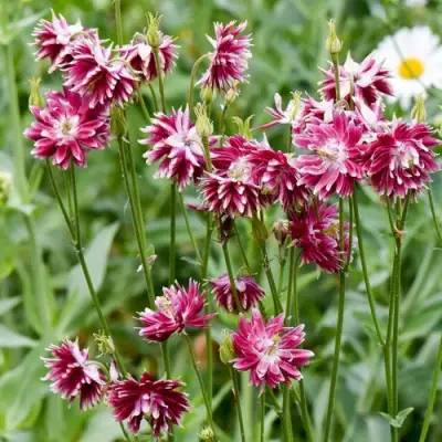 Аквилегия БАРЛОУ НОРА гибрид МакКаны в Волковыске