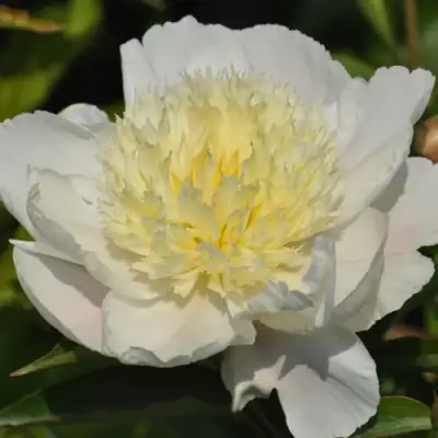 Пион ЗОЛОТАЯ ШПИЛЬКА травянистый в Волковыске