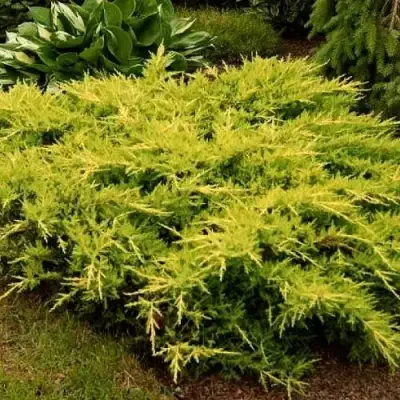 Можжевельник МОРДИГАН ГОЛД средний в Волковыске