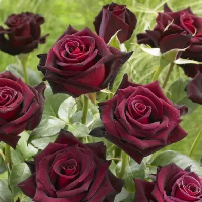 Роза БЛЭК БАККАРА чайно-гибридная в Волковыске