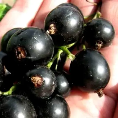 Смородина чёрная ЧЕРЕШНЁВАЯ в Волковыске