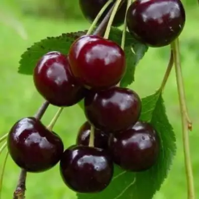 Вишня ЛАСУХА в Волковыске