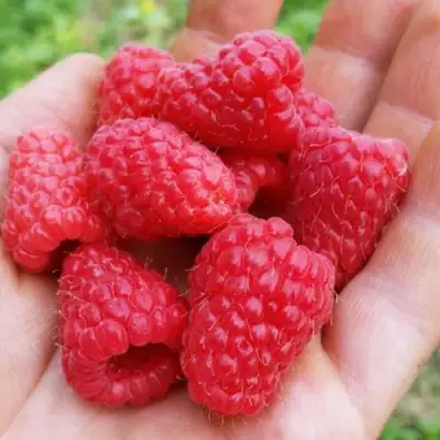 Малина ТУЛАМИН в Волковыске