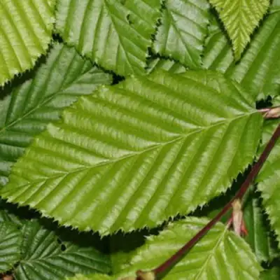 Граб японский в Волковыске