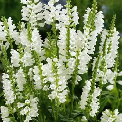 Физостегия АЛЬБА виргинская в Волковыске