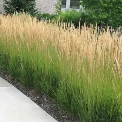 Вейник КАРЛ ФОРСТЕР остроцветковый в Волковыске