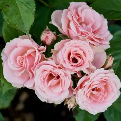 Роза КЛАССИК ЛИДИЯ спрей в Волковыске