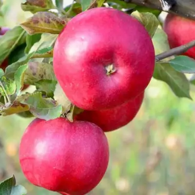 Яблоня АЙДАРЕД в Волковыске