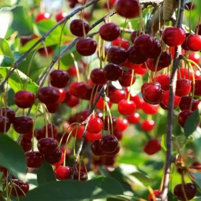 Вишня БРУСНИЦЫНА степная в Волковыске