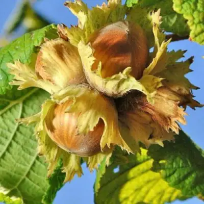 Фундук ТОНДА РОМАНА в Волковыске