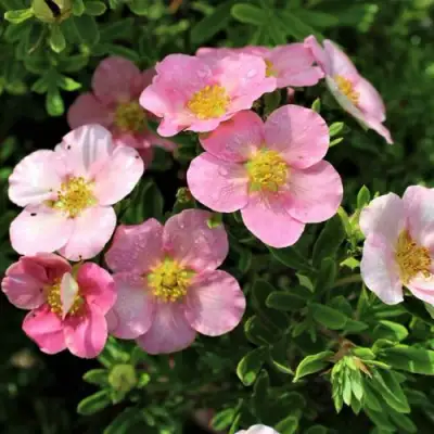 Лапчатка ЛАВЛИ ПИНК кустарниковая в Волковыске