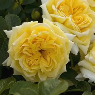 Роза НАДЯ МЕЙДИЛАНД почвопокровная в Волковыске