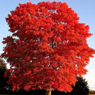 Дуб красный в Волковыске