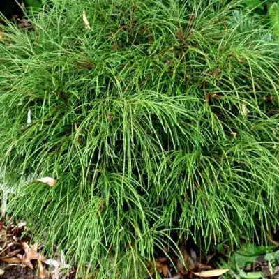 Туя ВИПКОРД складчатая в Волковыске