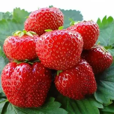 Клубника ВИМА ЗАНТА в Волковыске