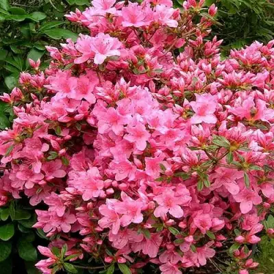 Азалия РОКОКО японская в Волковыске