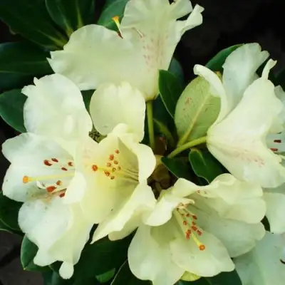 Рододендрон ГОЛДКРОН в Волковыске