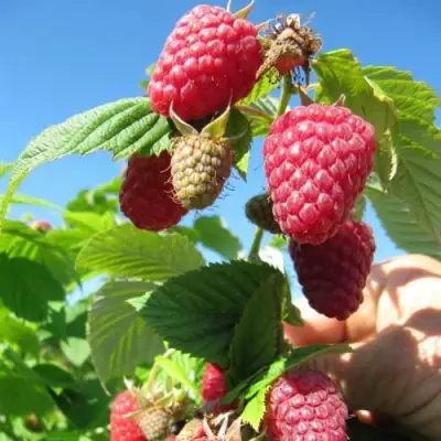 Малина ЕВРАЗИЯ в Волковыске