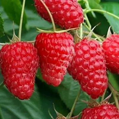 Малина КАСКАД ДЕЛАЙТ в Волковыске